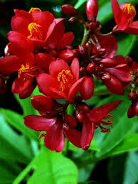 Image result for Jamesbrittenia integerrima