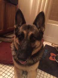 They excel in jobs such as search and rescue, police work, and therapy dogs. Pets For Adoption At All Shepherd Rescue In Baltimore Md Petfinder