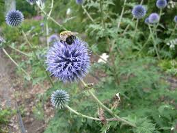Image result for globe thistle