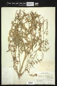 Image result for Sisymbrium burchellii