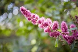 Image result for Spiraea douglasii