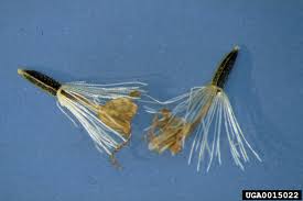 Image result for Aidia micrantha