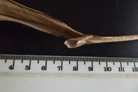 Image result for Siphonochilus rhodesicus