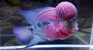 Amazonas Feature Video A Flowerhorn Year Freshwater Aquarium Fish Tropical Fish Beautiful Fish