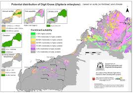 Image result for Digitaria milanjiana