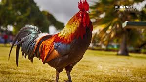 Kekuatan di balik sisik jari ayam ayam bangkok batu. 14 Mitos Ayam Aduan Katuranggan Dari Ciri Dan Kelebihannya Hewanpedia