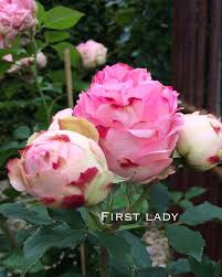 Dapatkan pelbagai jenis/variety roses ber id di taman kami dan set penjagaan dan. Dr Zurich Bagi Yang Tidak Berkesempatan Untuk Ke Taman Facebook