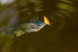 Apakah anda sendang mencari angka erek erek mimpi mancing ikan 2d 3d 4d ?. Fakta Arti Mimpi Hewan