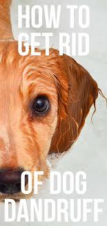 Basically, when a dog has dandruff, it means there is a buildup of dead skin cells on your dog's coat. How To Get Rid Of Dog Dandruff A Guide To Causes And Treatments