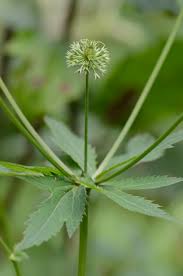 Image result for Sanicula