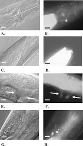 Image result for Monotes elegans