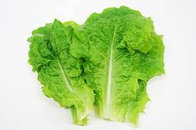 サンチュ 焼き肉を巻いて食べるレタスとして ポピュラーな野菜です 焼き肉だけでなく サンドイッチやサラダなどいろいろにお使いいただけます サンチュ 青果 焼き肉