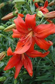 Pin On Beautiful Bulbs