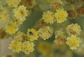 Image result for Helichrysum harveyanum