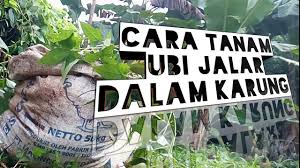 Banyak khasiat ubi keledek kan. Cara Tanam Ubi Keledek Cara Tanam Ubi Keledek Dalam Guni