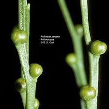 Image result for Psilotum nudum