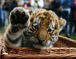 20 Photos Of Baby Animals In Baskets Cute Animals Cute Baby Animals Funny Animals
