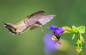 Hummingbirds, bees and butterflies love this plant! To Understand How Hummingbirds Feed Think Of Them As Feathered Bees Audubon
