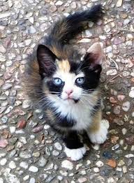 Pin On Kitten
