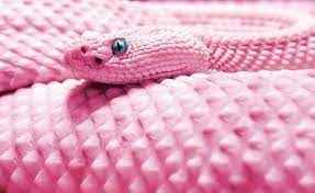Pink Snake Albino Animals Rare Albino Animals Animals Beautiful