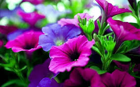Nature Flower Wallpaper Hd For Desktop Free Download 1 Funny And Amazing Wallpapers Beautiful Flowers Beautiful Flowers Pictures Wallpaper Nature Flowers