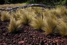 Image result for Aristida stipoides