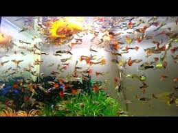 Top 5 Questions About Guppy Fish 36 Beautiful Collection Fish Guppies Fish Freshwater Fish Aquarium Fish Tank Aqua In 2020 Guppy Fish Aquarium Fish Tank Aquarium Fish