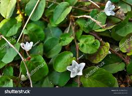 Image result for Evolvulus nummularius