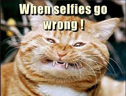 Image result for cat making fun of selfies meme