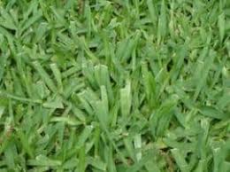 If it happens that sod is being applied under the hot weather condition of any given day or. How Often Should I Water My New Sod Grass Lawn Irrigation Landscaping R And R