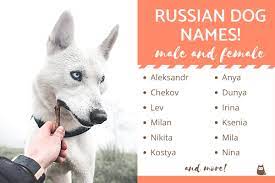 Love the collection top 100 unique female dog. Russian Dog Names And Their Meaning Male And Female