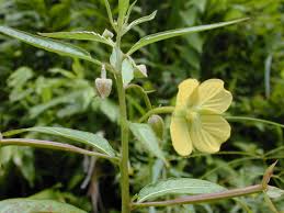 Image result for Ludwigia octovalvis