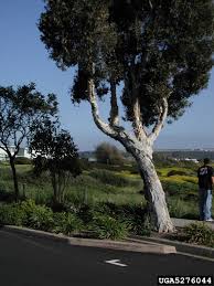 Image result for Melaleuca quinquenervia