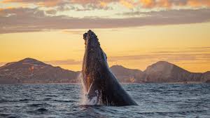 Check spelling or type a new query. Gay Cabo San Lucas 2021 Travel Guide Hotels Bars Events