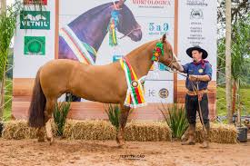 Expo Tapejara 2024 - Conhecidos os campe&otilde;es da Mostra do Cavalo Crioulo na  11&ordf; Expo Tapejara