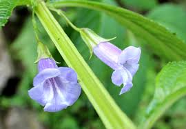 Image result for Phrymaceae