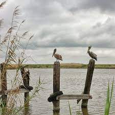 We did not find results for: Shanesplanet Pelicans On Pilings Louisiana Bayou Pelican At Golden Meadow La Louisiana Old Florida Ocean Beach