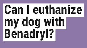 We did not find results for: Can I Euthanize My Dog With Benadryl Youtube
