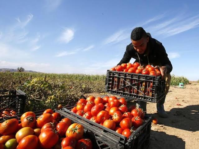 Raccolta pomodori 2021, -20%: pesa la siccità, soprattutto al Sud (e la  grandine al Nord)- Corriere.it