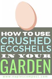 By lining the inside of the pot with the eggshells you will be adding nutrients for the plant to feed off of as it grow. How To Use Crushed Eggshells In Your Garden Naples Compost