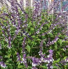 Image result for Salvia