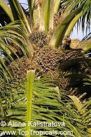 Image result for Elaeis