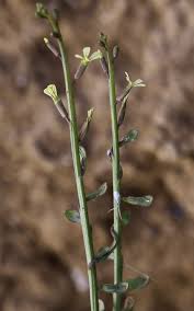 Image result for Carrichtera annua