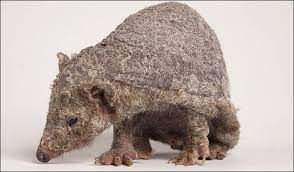 Chinese Crested Hairless Animals Chinese Crested Animals