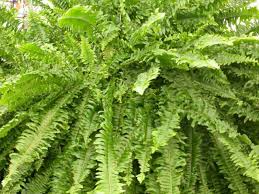 Image result for Nephrolepis