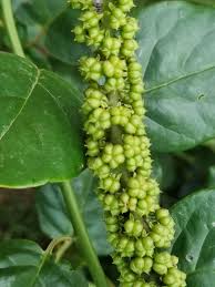 Image result for Phytolacca dodecandra