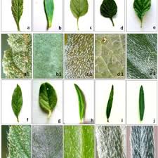 Image result for Heliotropium zeylanicum