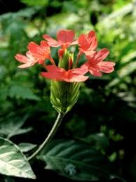 Image result for Crossandra nilotica
