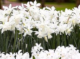 Thalia Daffodil Bulbs Narcissus Triandrus Thalia Is A Fragrant Multiflowered Daffodil With Up To 5 Pure Whi In 2020 Daffodil Bulbs Daffodils Daffodil Flower Tattoos