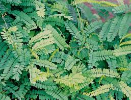 Image result for Landolphia bruneelii